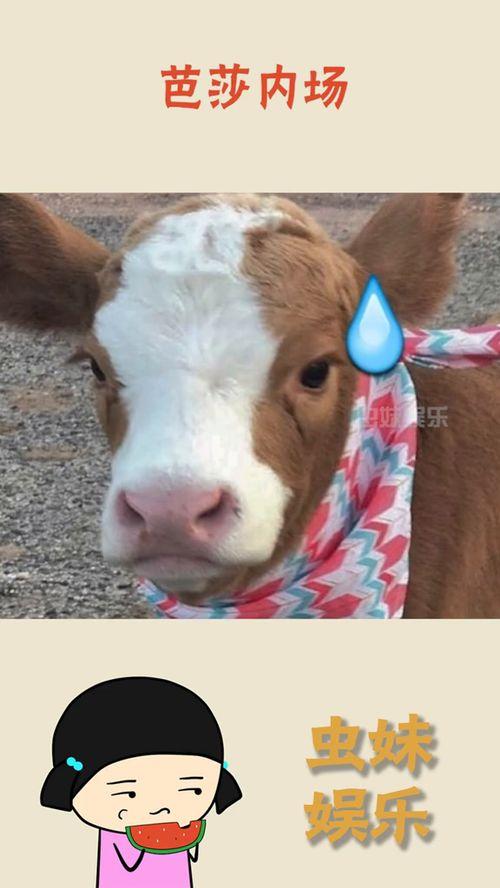 娱乐吃瓜酱千狗